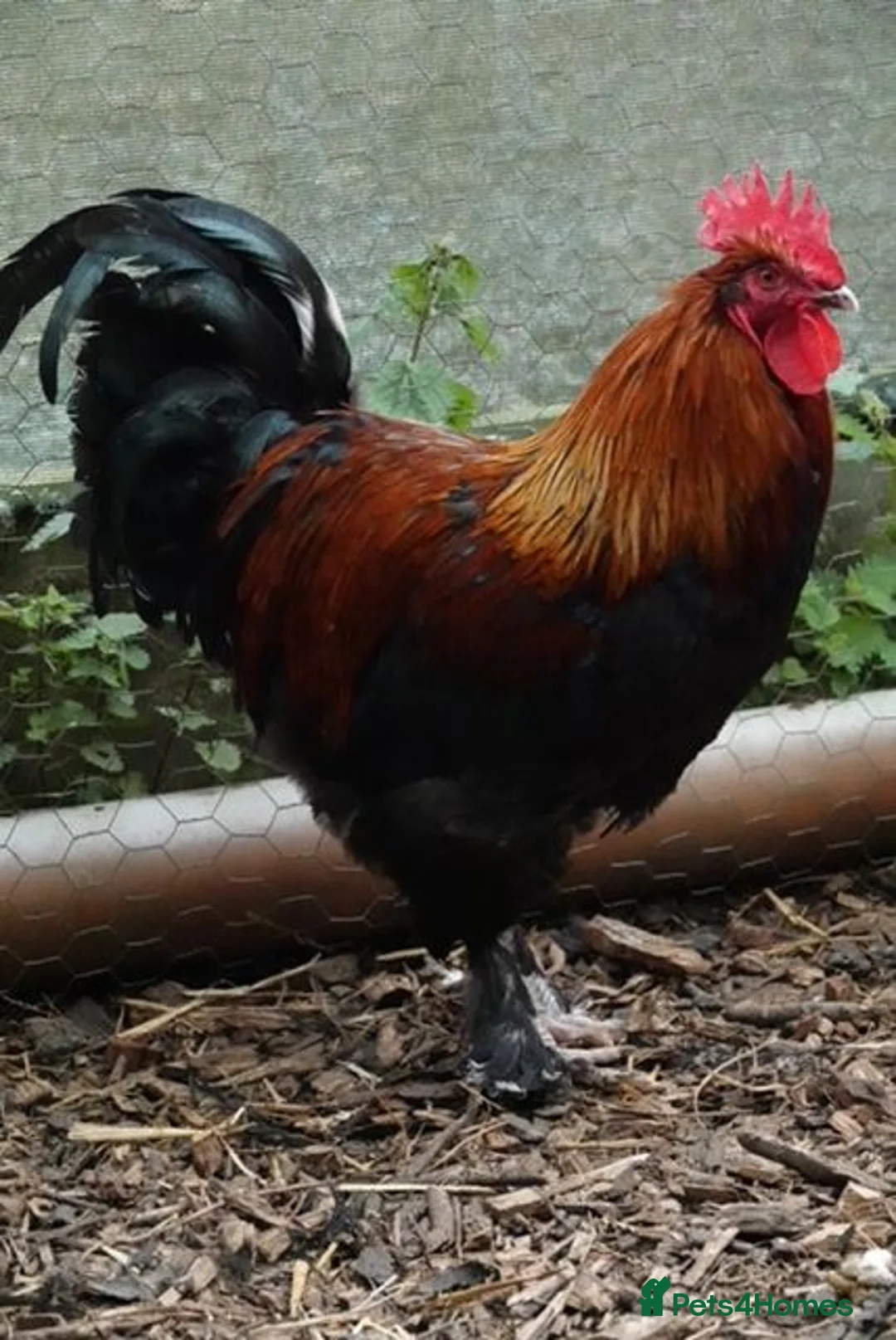 Mixed Breed birds for sale: Silkie chickens - Advert 2