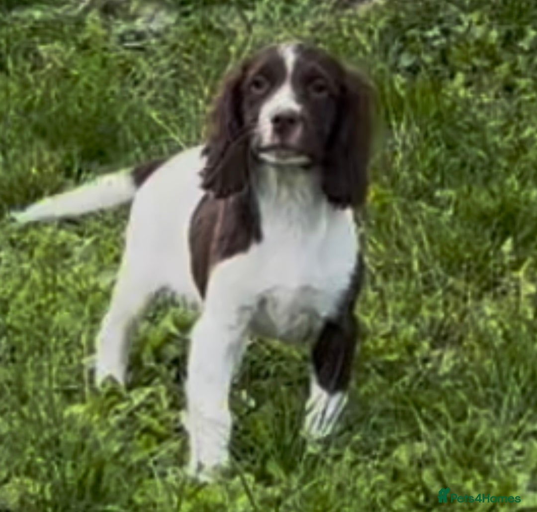English Springer Spaniel dogs for sale: English springer spaniel - Image 10