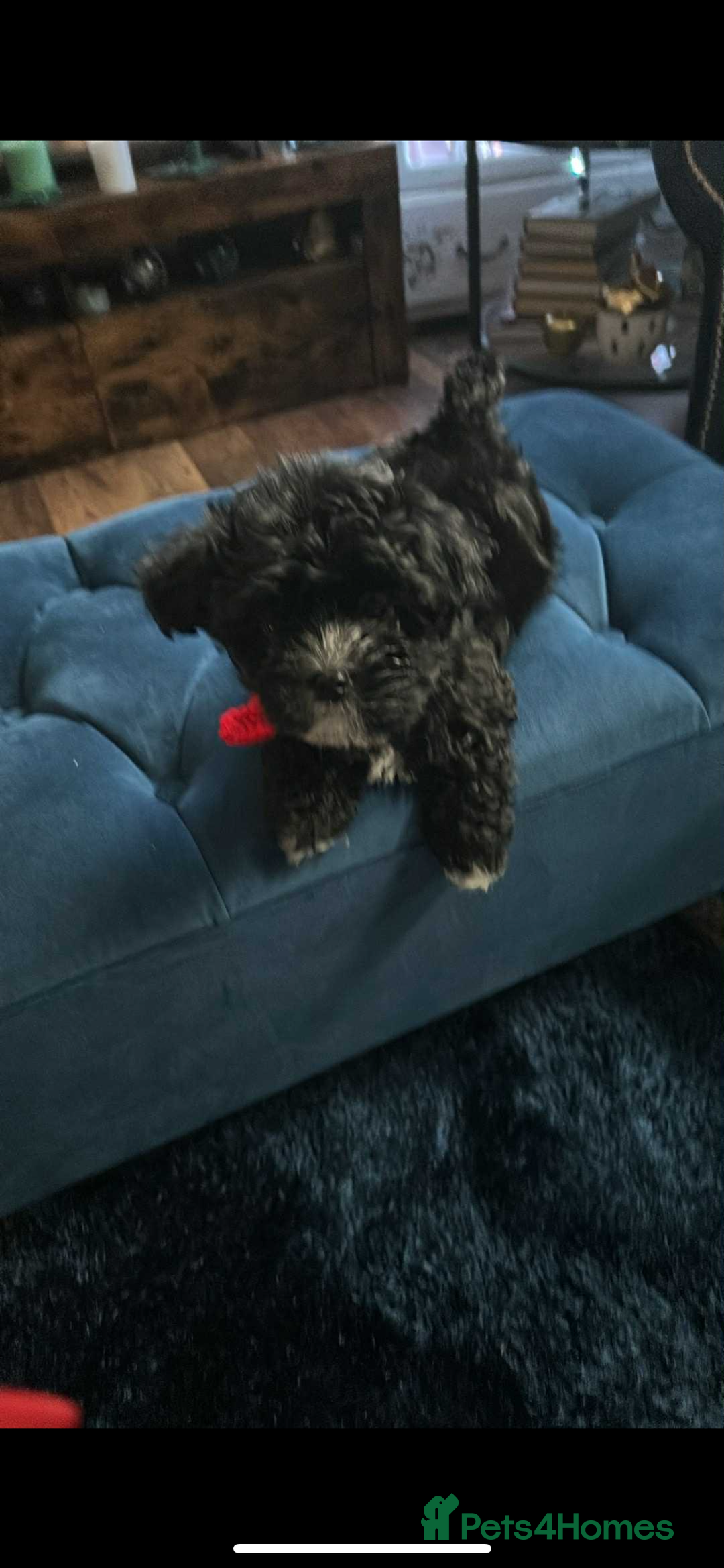 Mixed Breed dogs for sale: Maltese cross Chinese crested puppies for sale - Advert 17