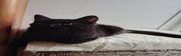 Mixed Breed cats for sale: 2 LEFT domestic x ragdoll mix kittens - Advert 6