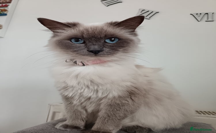 Ragdoll cats for sale - Advert 2