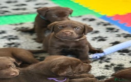 Labrador Retriever dogs for sale: Exceptional KC Chocolate Labrador Puppies - Image 10