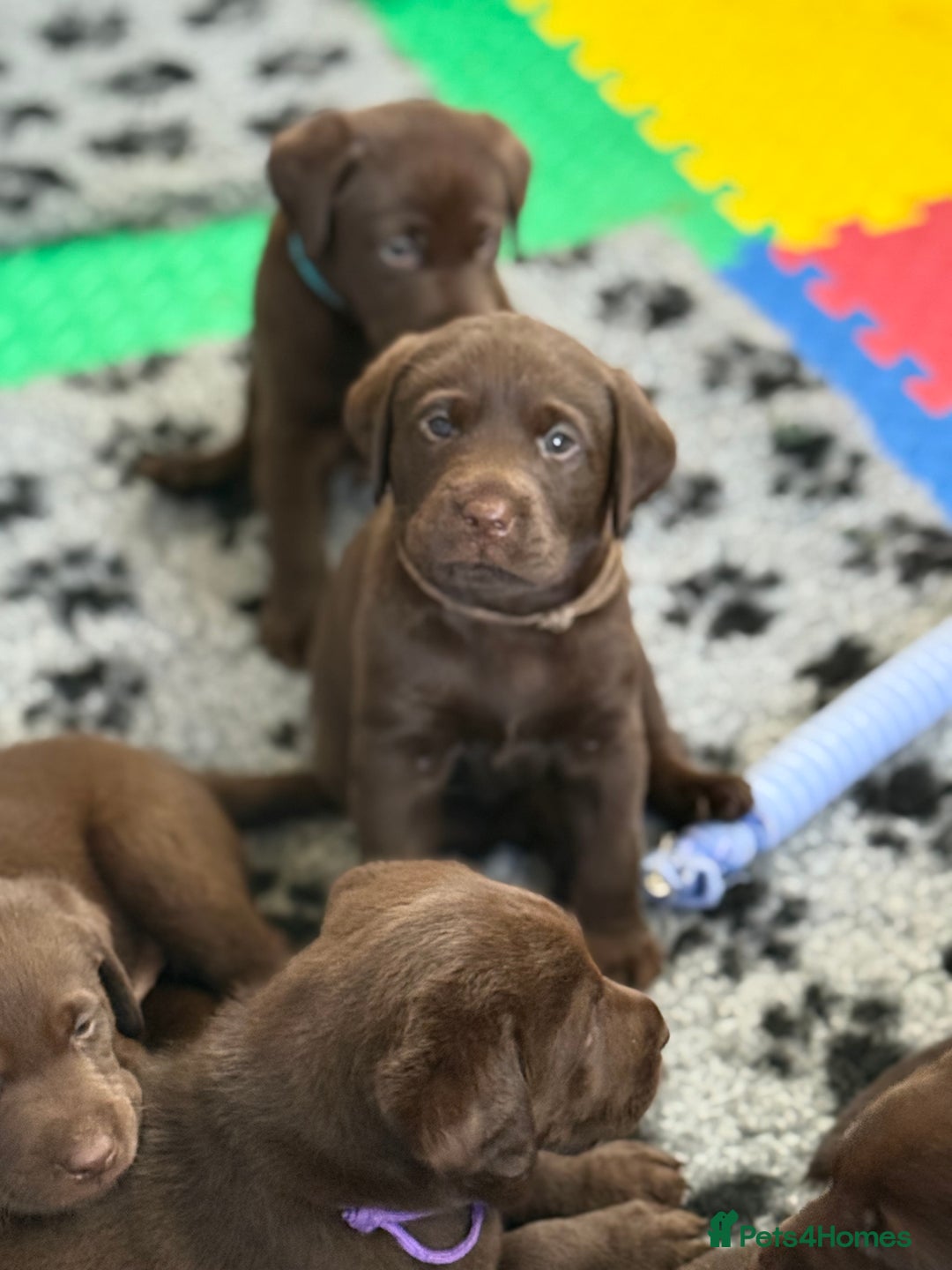 Labrador Retriever dogs for sale: Exceptional KC Chocolate Labrador Puppies - Image 10