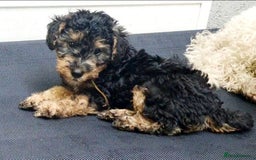Mixed Breed dogs for sale: ABSOLUTELY STUNNING FOXYPOO PUPPIES - Image 18