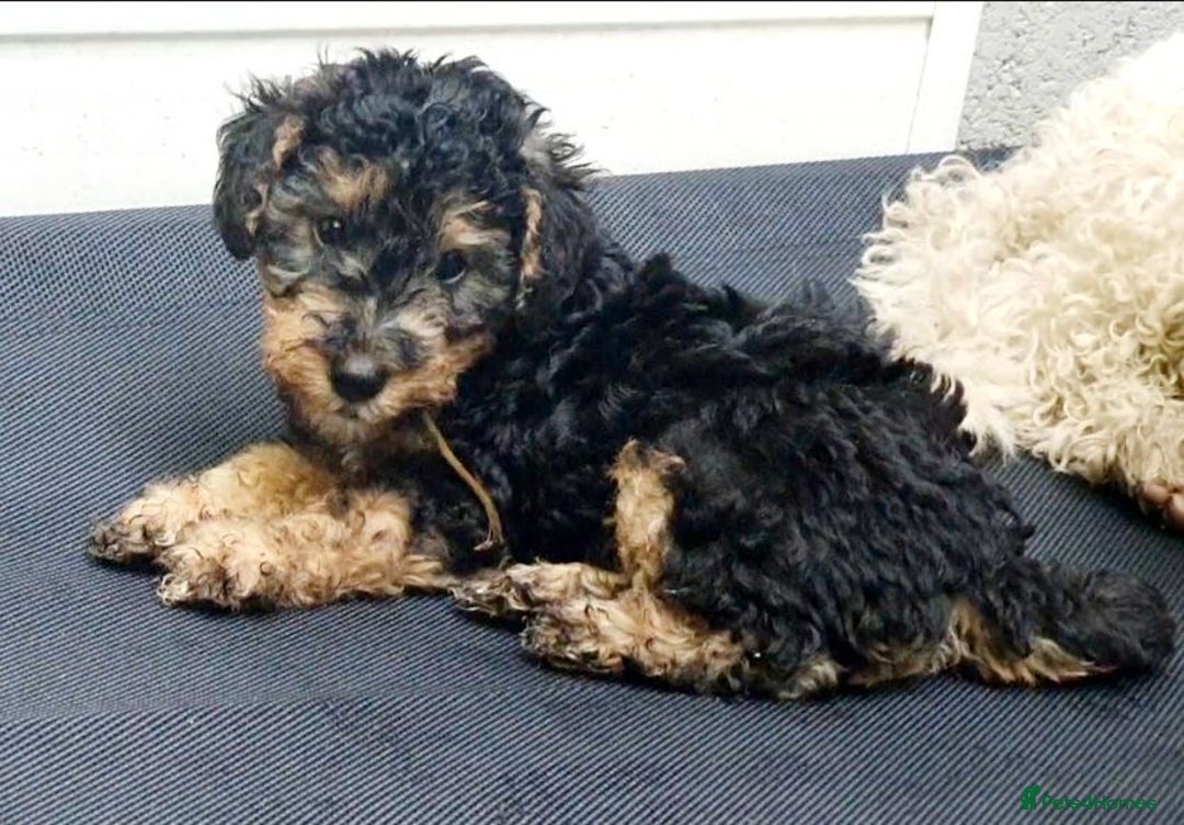 Mixed Breed dogs for sale: ABSOLUTELY STUNNING FOXYPOO PUPPIES - Image 18