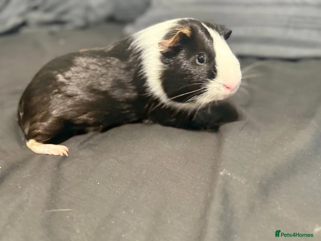 Guinea Pig rodents for sale: Rehoming my loved piggie in Colchester - Advert 4