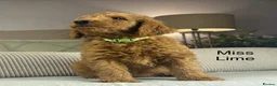 Labradoodle dogs for sale: INSTAGRAM. “OAKWELL RETRIEVERS” HEALTHY HOUNDS - Advert 2