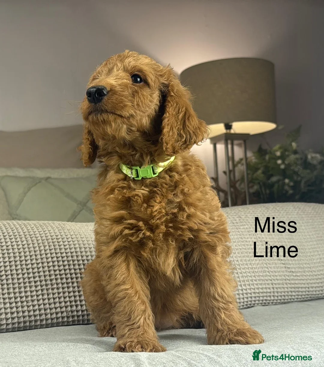Labradoodle dogs for sale: INSTAGRAM. “OAKWELL RETRIEVERS” HEALTHY HOUNDS - Advert 2