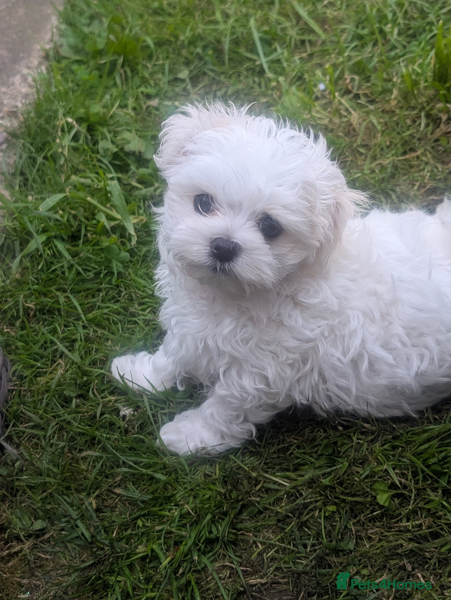 Maltese dogs TOY BOY MALTESE 💙💙 PRICE REDUCED! - Advert 9