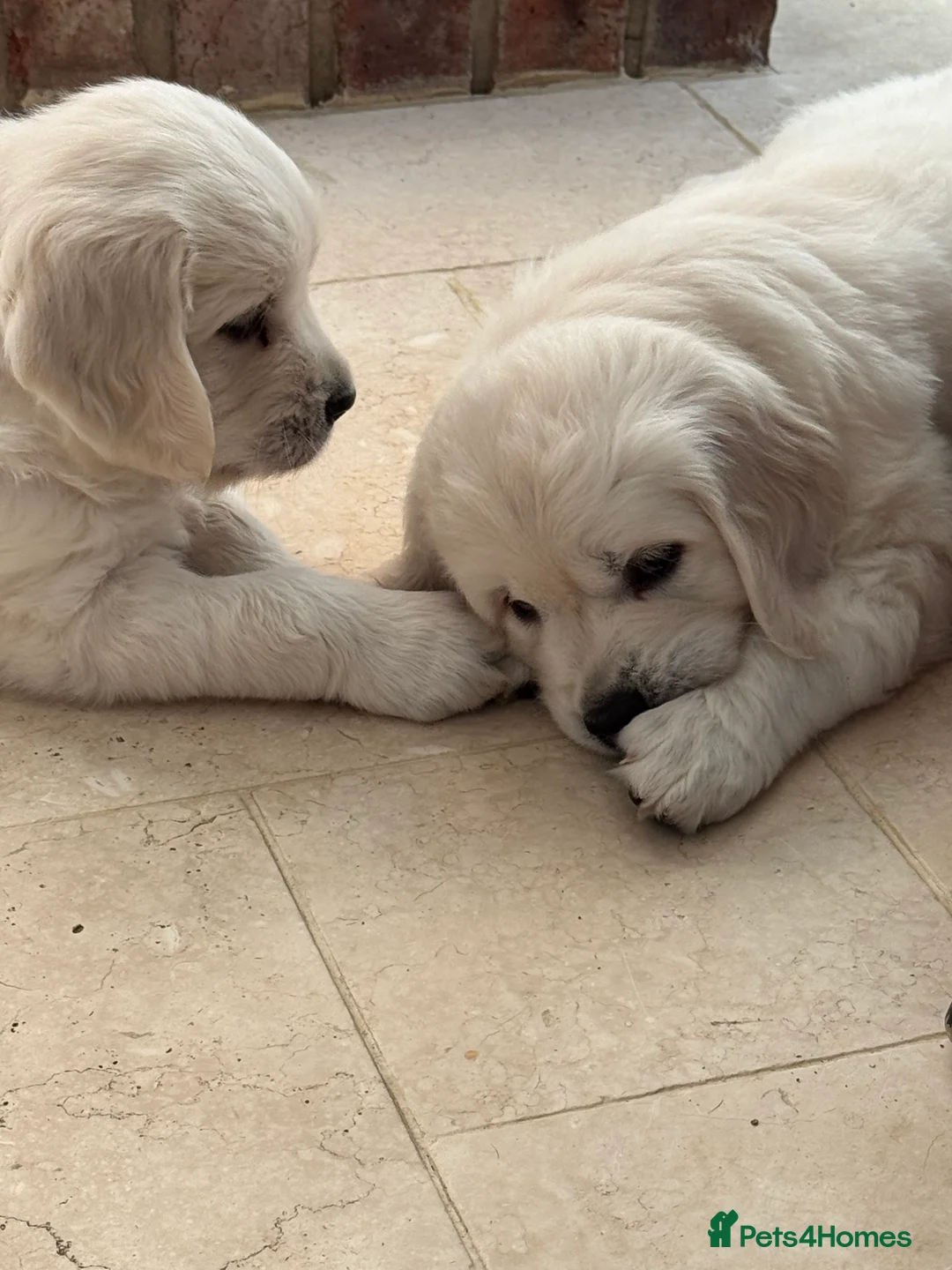 Golden Retriever dogs for sale: Goldern Retrevier Puppy’s  in Rotherham - Advert 5
