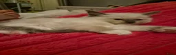 Ragdoll cats for sale: 6x purebred blue, lilac and lynx ragdoll kittens - Advert 9