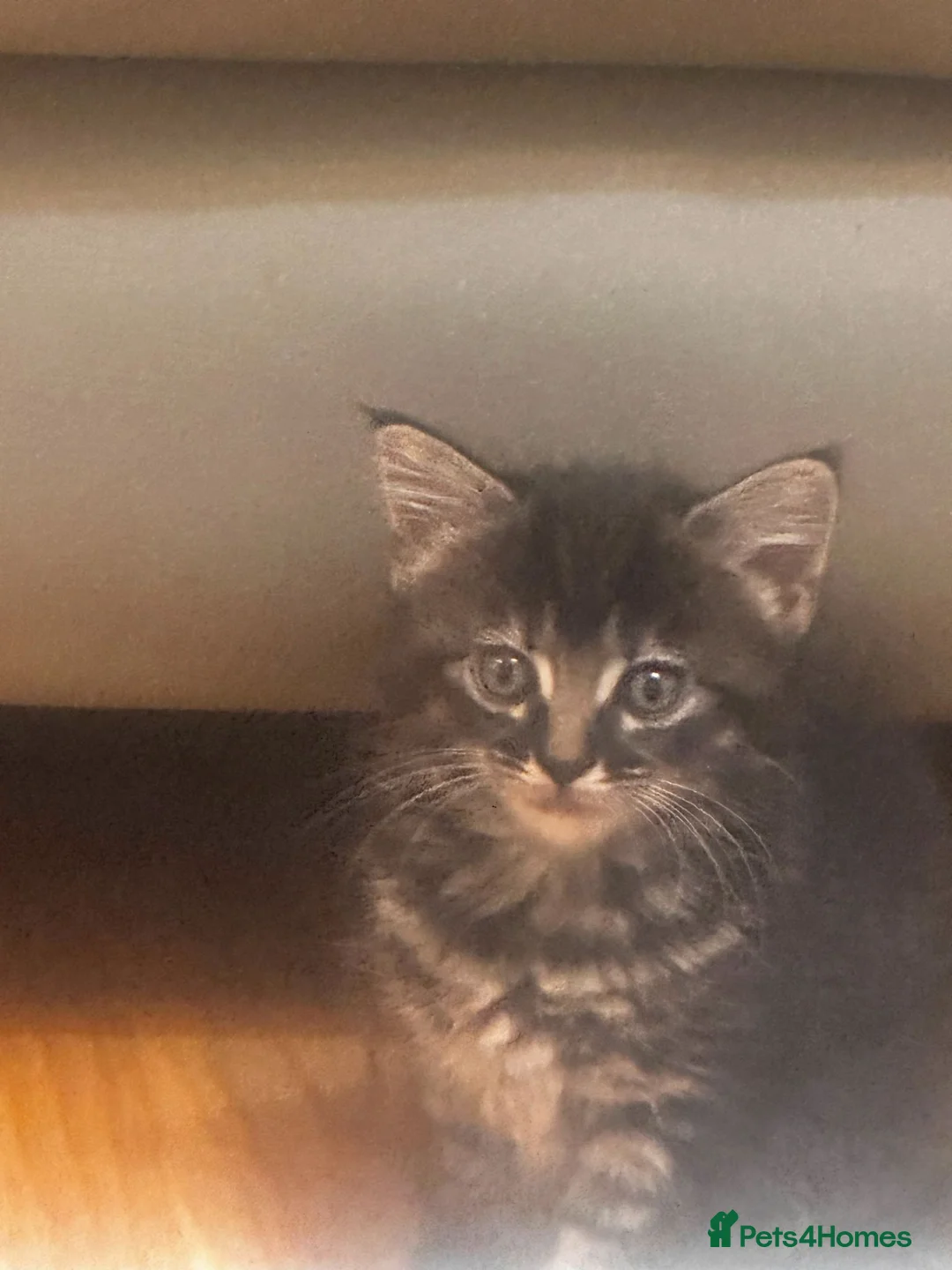 Mixed Breed cats for sale: Adorable little kitten  - Advert 2