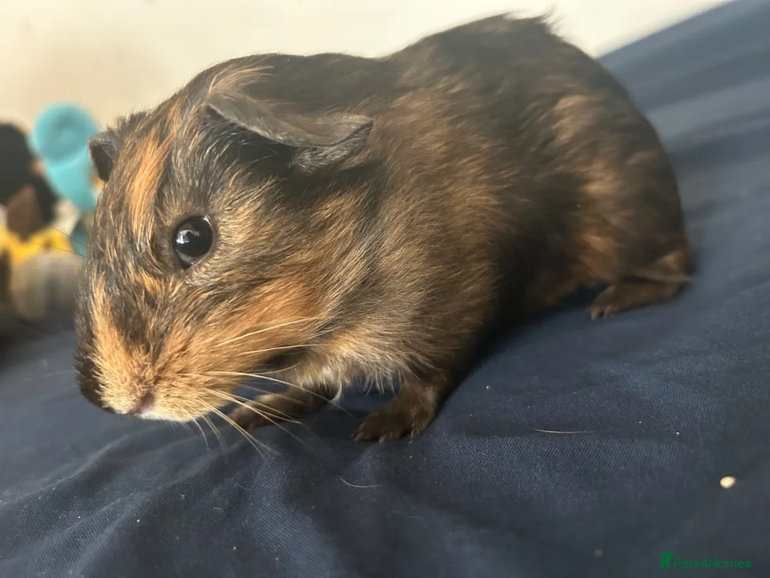 Guinea Pig rodents for sale: Male single guinea pig  in Stanmore - Advert 2