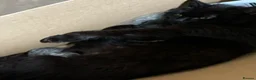 Mixed Breed cats for sale: Beautiful kittens ready now  - Advert 15