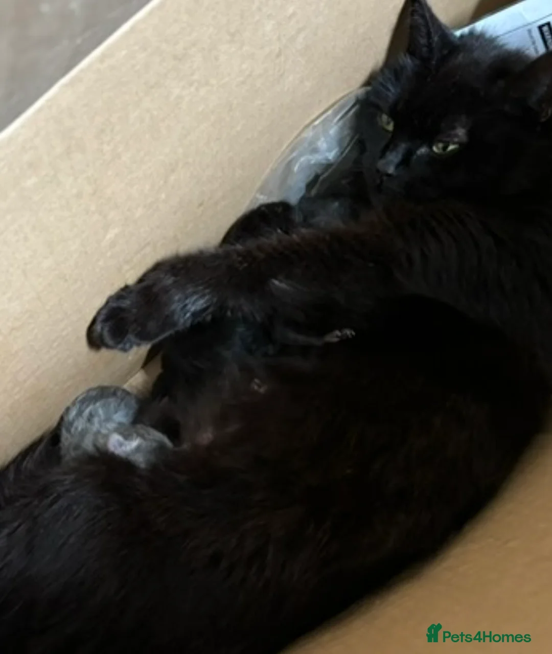 Mixed Breed cats for sale: Beautiful kittens ready now  - Advert 15