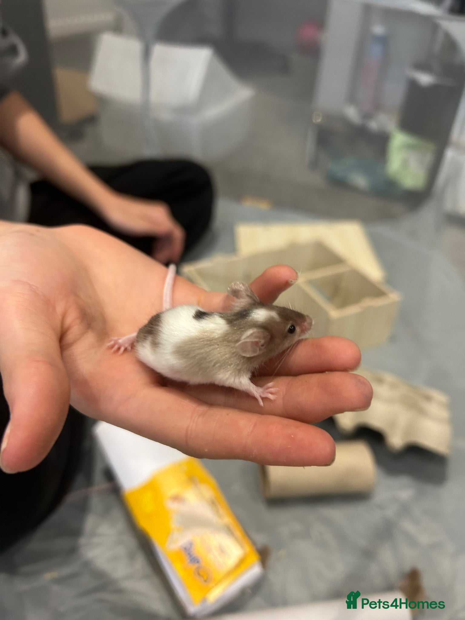 Mouse rodents 5 male mice  - Advert 8