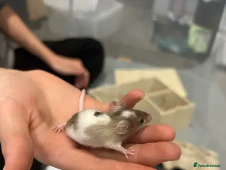 Mouse rodents 5 male mice - Advert 8