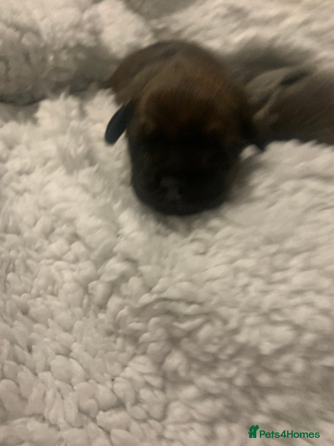 French Bulldog dogs for sale: French bulldog puppies - Image 10