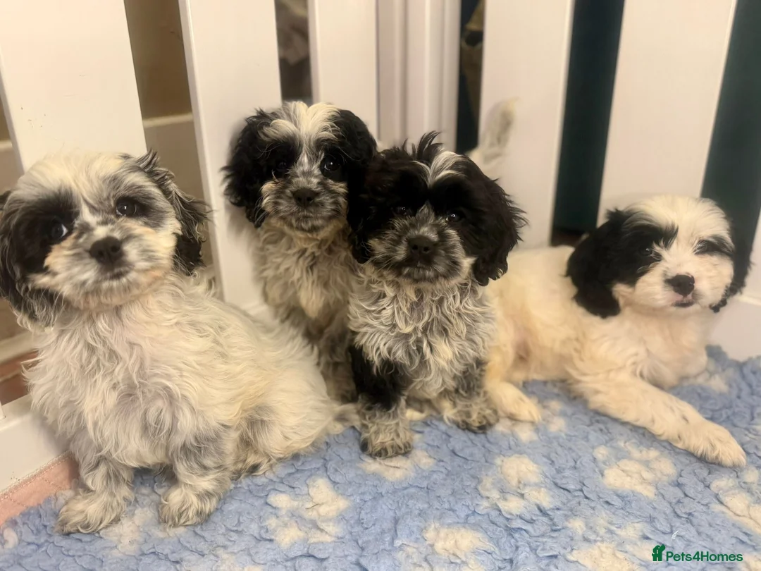 Cavapoo dogs for sale: Happy, Healthy, Unique - Cavapoos 🖤 - Advert 2