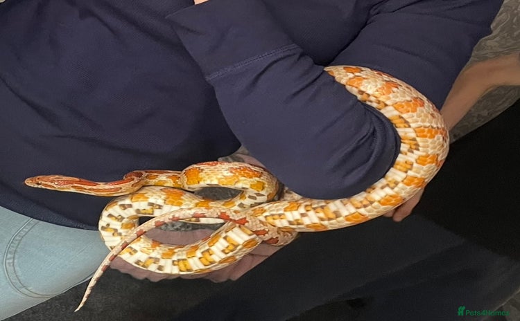 Corn Snake reptiles - Advert 3