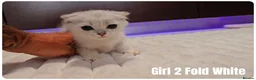Scottish Fold cats for sale: 🐱 Scottish Fold & Scottish Straight Kittens - Advert 4