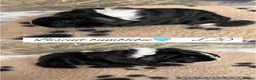 Guinea Pig rodents for sale: Pet guinea pigs  - Advert 9