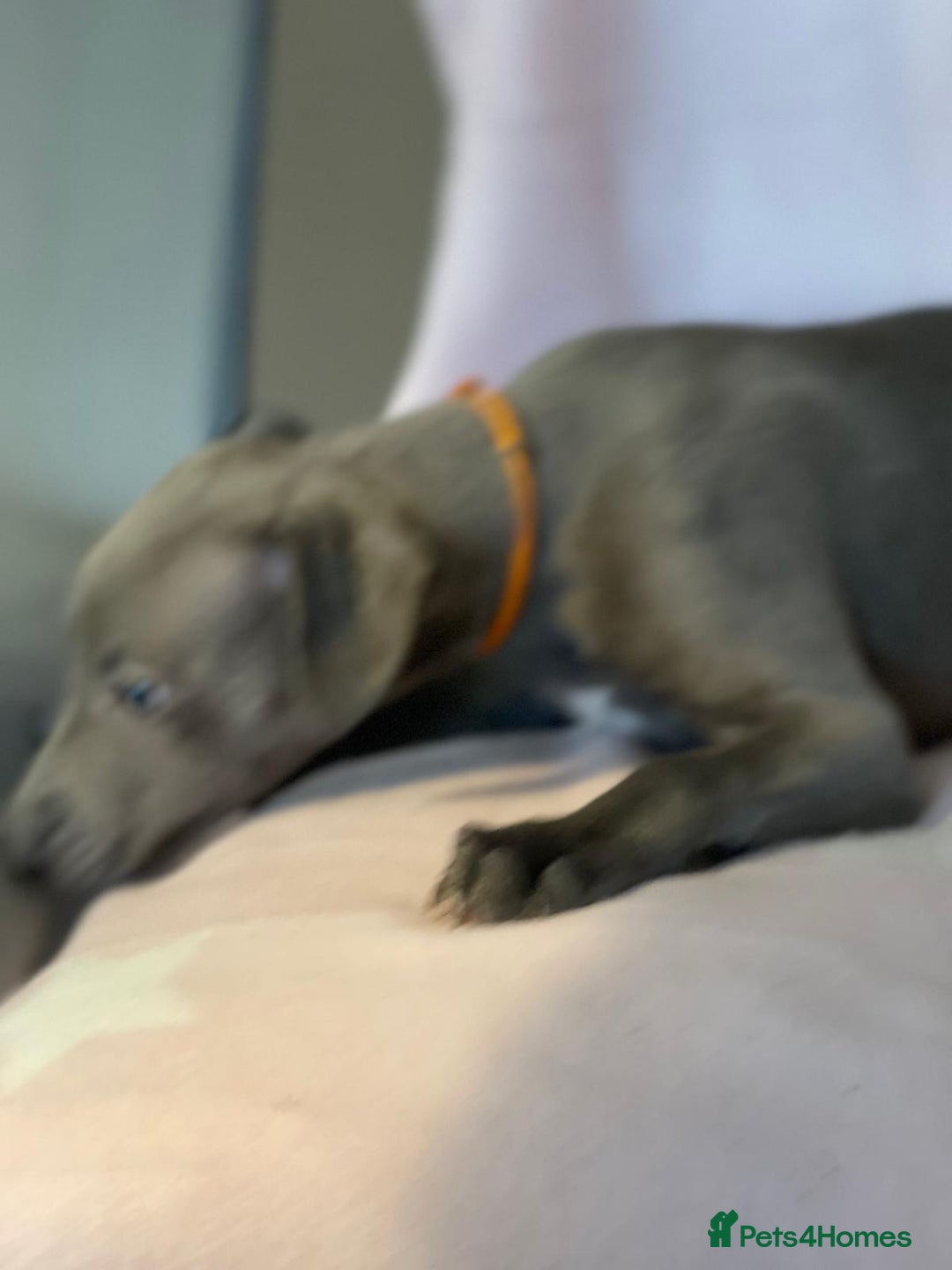 Whippet dogs for sale: Blue KC registered whippets for sale - Advert 7