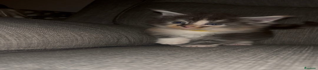 Maine Coon Kitten 3 yellow collar 