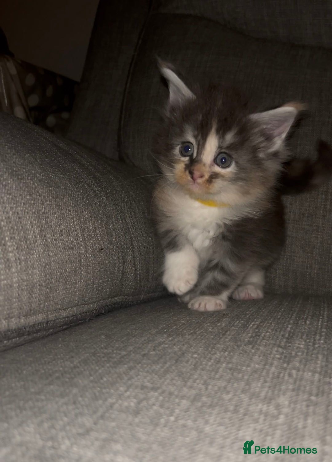 Maine Coon cats for sale: 2 boys and 1 girl  - Advert 5