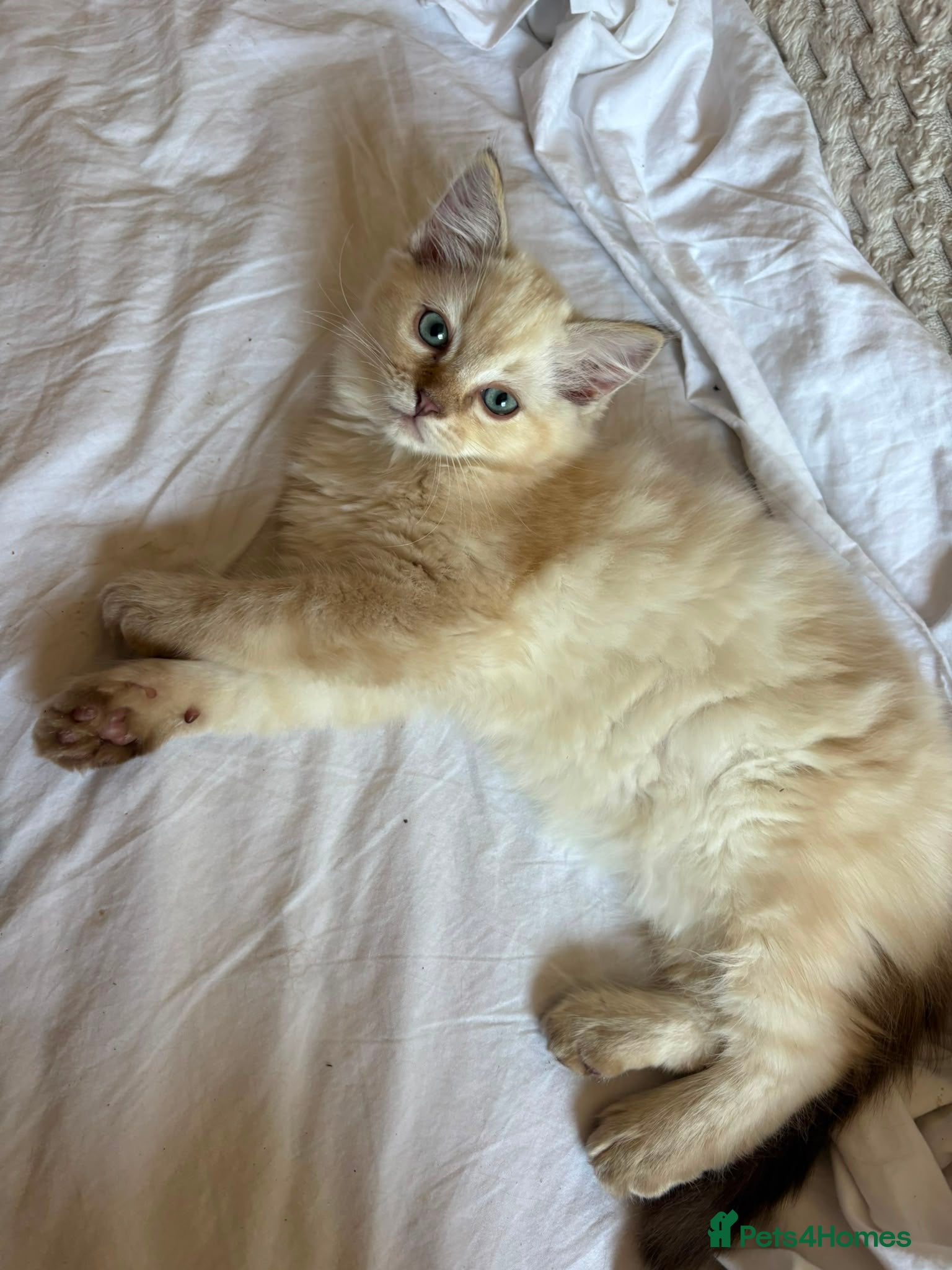 Ragdoll cats Ragdolls Mink Sepia TICA Cherubims Quality  - Advert 2