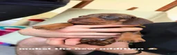 Miniature Dachshund dogs for sale: Beautiful smooth haired miniature duchounds - Advert 9