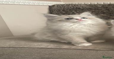 Siberian cats - Advert 5