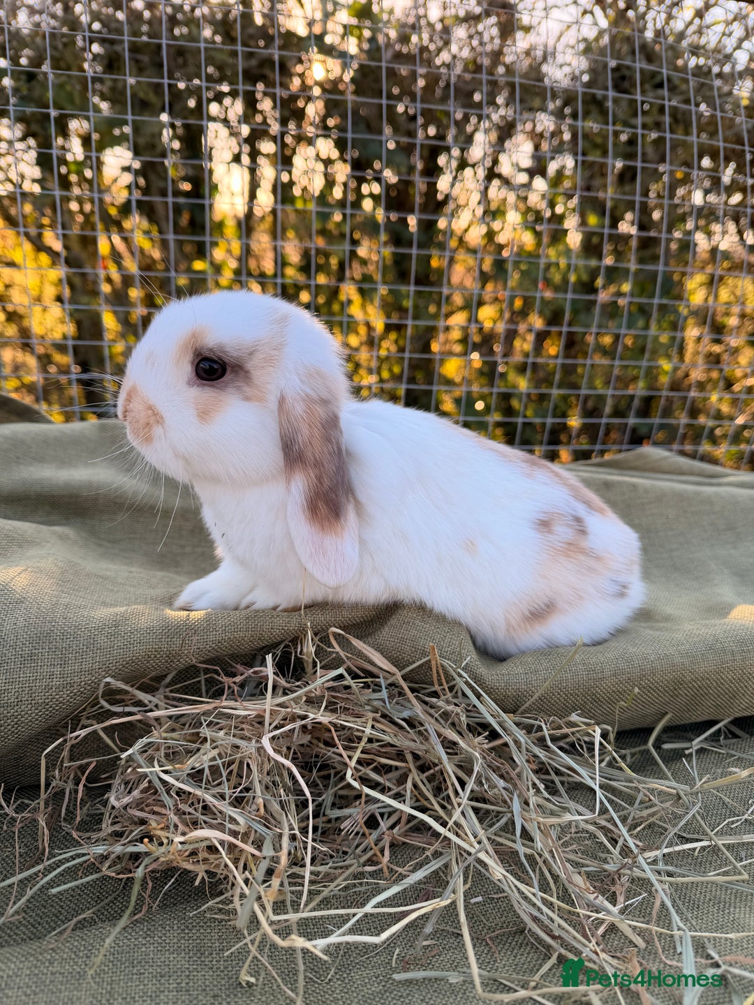 Mini Lop rabbits for sale: Mini Lop bunnies  - Advert 8