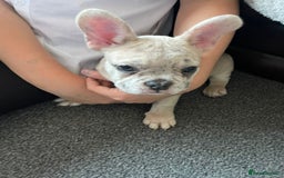 French Bulldog dogs for sale: 14 month old fawn Merle French bulldog - Image 8