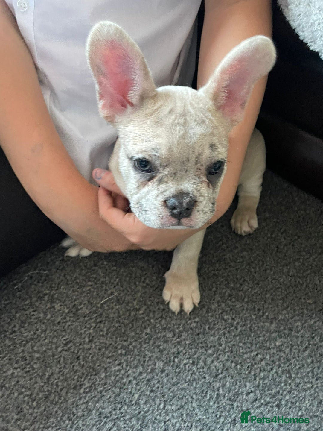French Bulldog dogs for sale: 14 month old fawn Merle French bulldog - Image 8