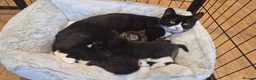 Mixed Breed cats for sale: Two female black and white kittens for sale - Advert 8