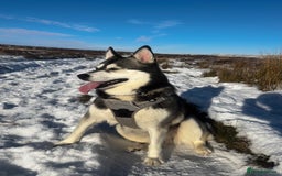 Pomsky dogs for sale: Pomsky - Image 4