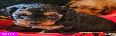 Cavapoo 2