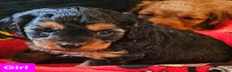 Cavapoo dogs for sale: Very beautiful cavapoo puppies for sale  - Advert 7
