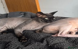 Sphynx cats for sale: Three sphynx kittens  - Image 5