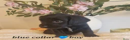 Sprocker dogs for sale:  Beautiful Sprocker puppies  in Pontypool - Advert 13