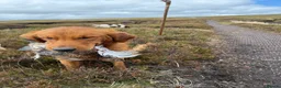 Golden Retriever dogs for stud: Beautiful USA imported Golden retriever for stud - Advert 4