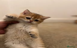 British Shorthair cats for sale: Only two boys left ready to go ❤️ - Image 8