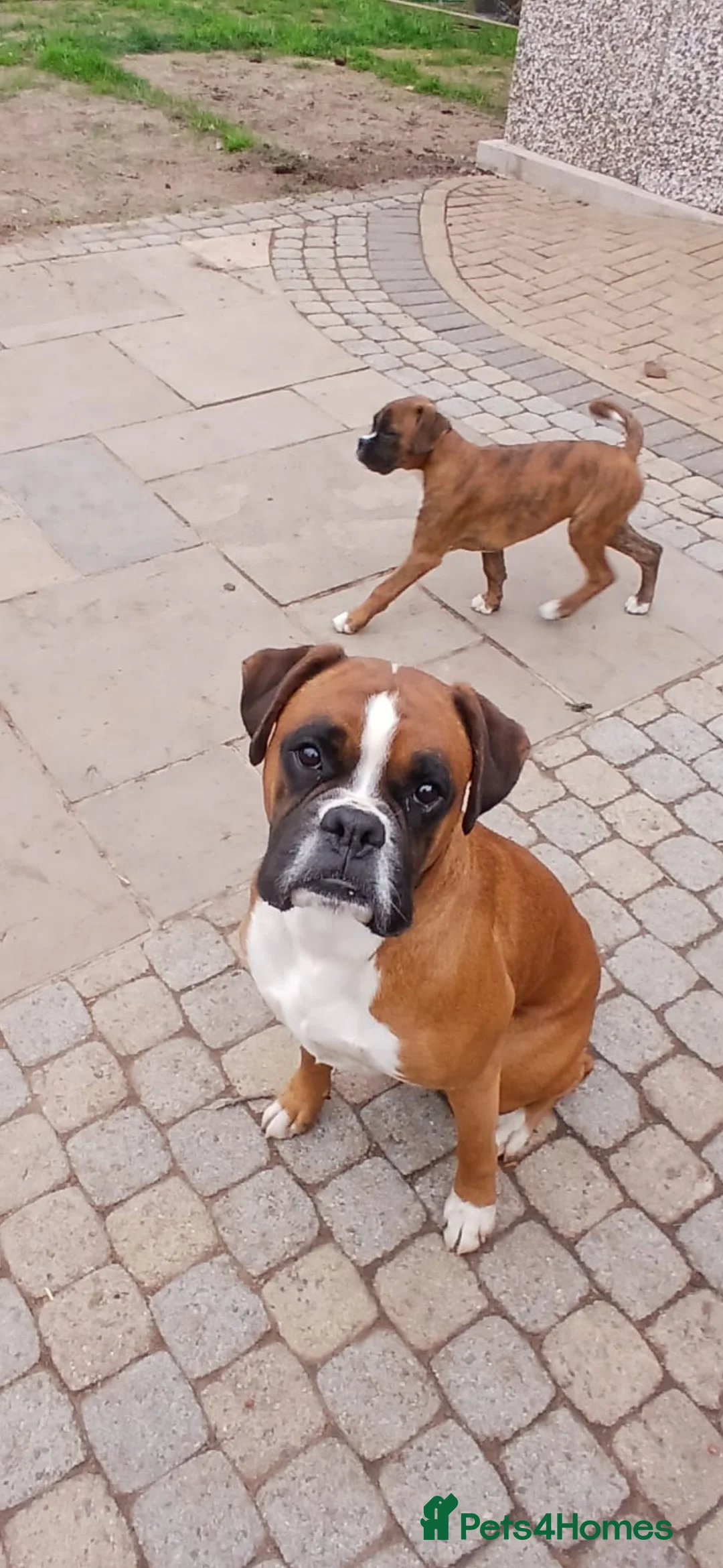 Boxer dogs for stud: Proved heath tested boxer for Stud - Advert 2