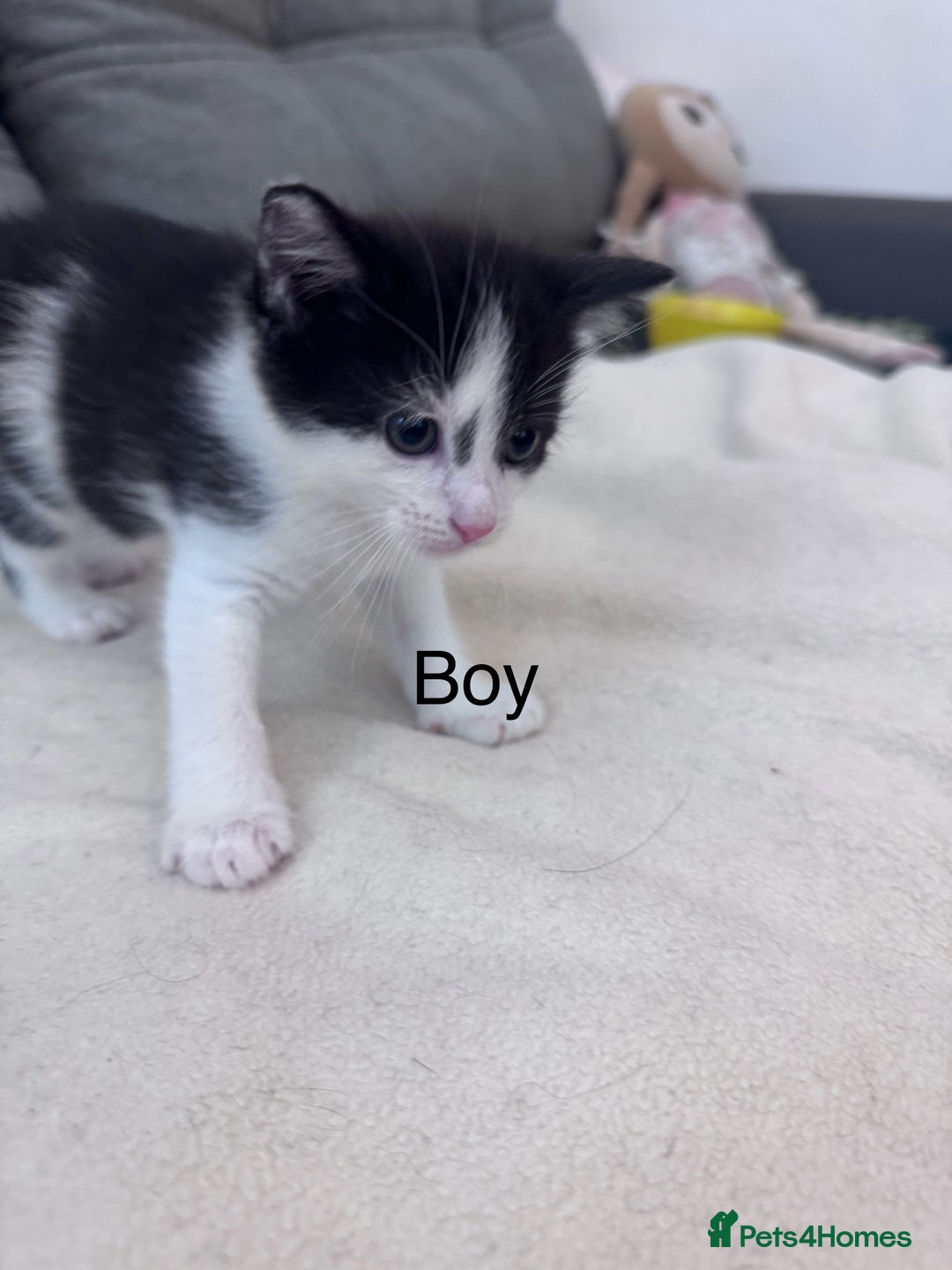 Mixed Breed cats for sale: Beautiful kittens looking new home 🐱🧡 - Advert 9