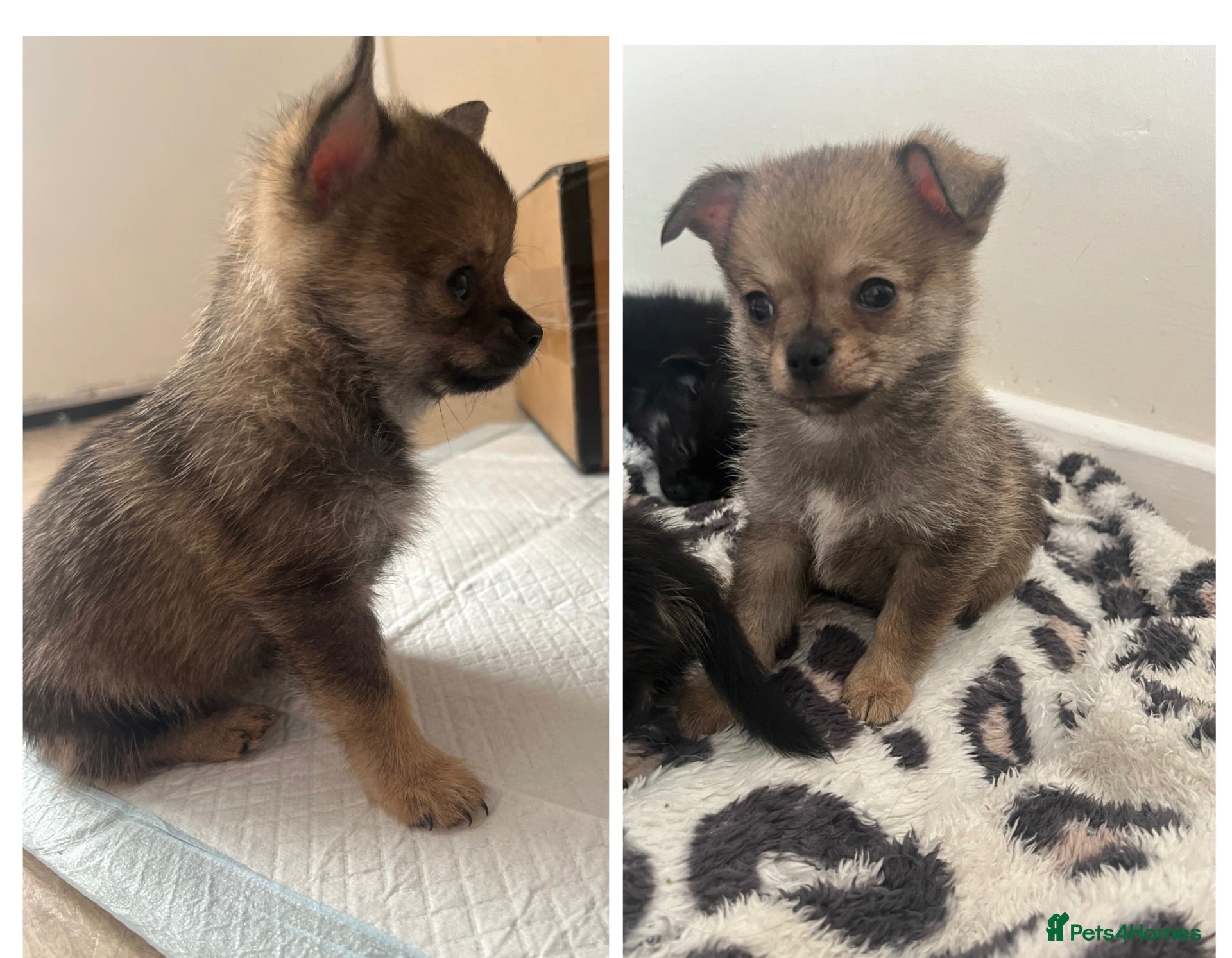 Pomchi dogs Pomchi puppy's **reduced** - Advert 1