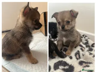 Pomchi dogs Pomchi puppy's **reduced** - Advert 1