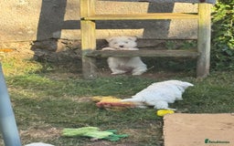 West Highland Terrier dogs for sale: West highland terrier  - Image 12
