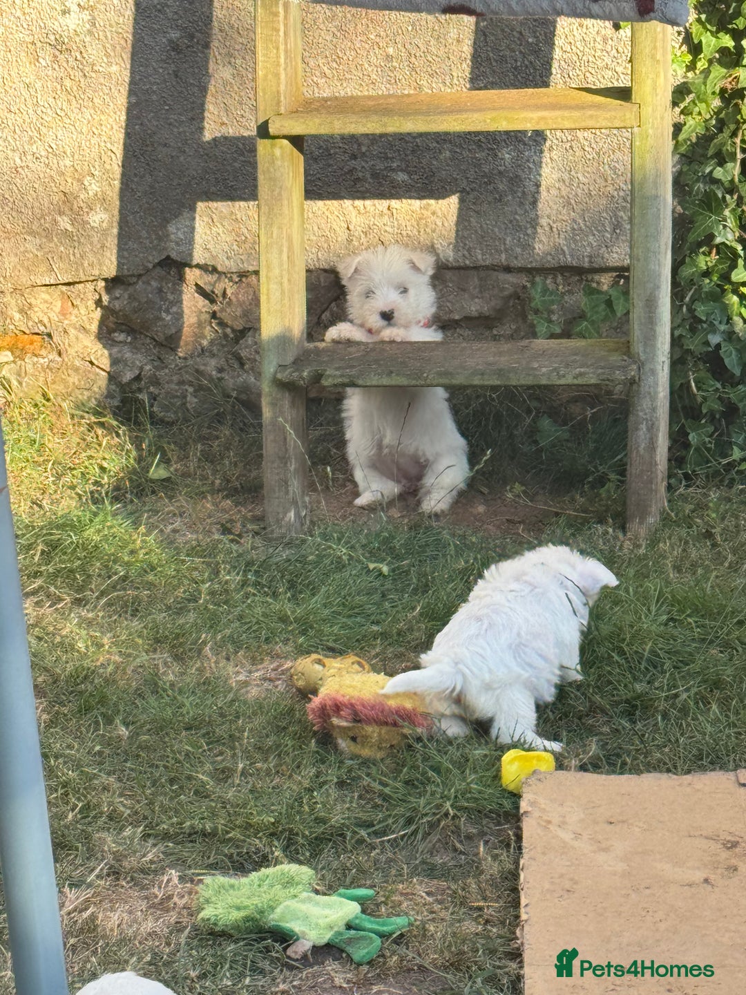 West Highland Terrier dogs for sale: West highland terrier  - Image 12