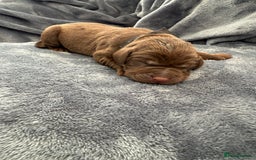 Labrador Retriever dogs for sale: Beautiful Chocolate Labrador Puppies - Image 12